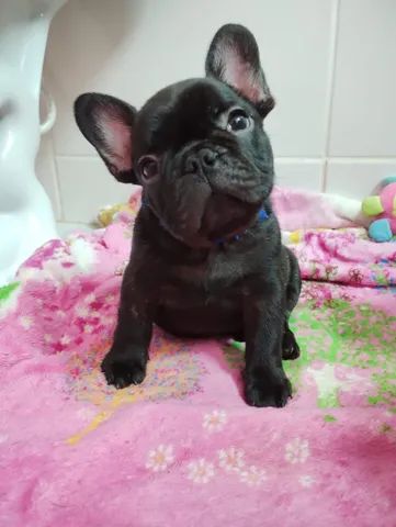 Filhote de buldogue Francês da cor preta e tigrado. - Foto 3