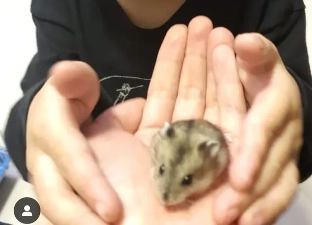 Filhote de hamster anão russo com gaiola e acessórios 