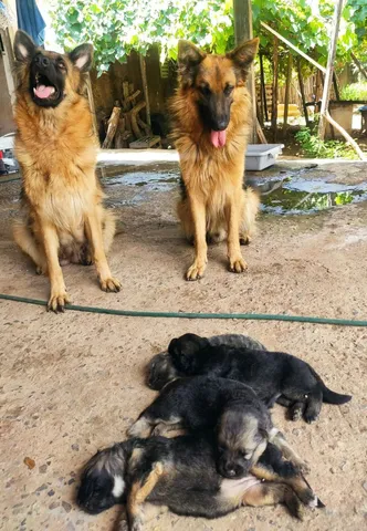 Pastor alemao cruzar  +4 anúncios na OLX Brasil