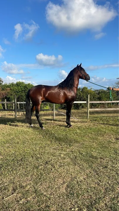 Cavalo Manga Larga Machador 