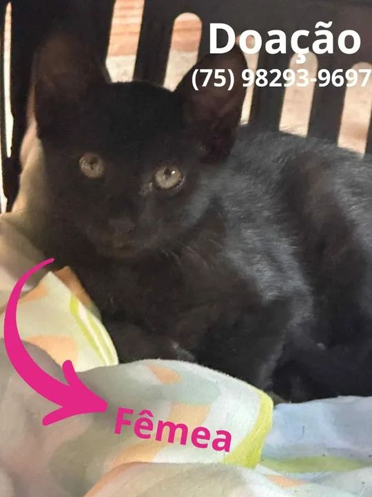 Gatinha Fofa para Adoção - Foto 4