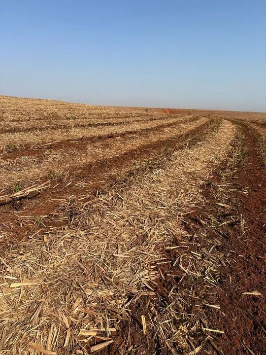 Fazenda alta. Produção 