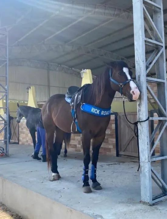 Cavalo Quarto de Milha Puro