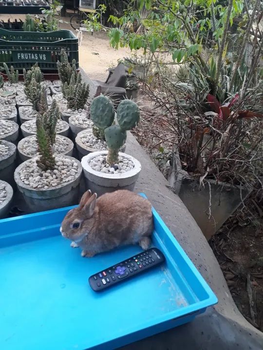 Mini coelho anão holandês  - Foto 6