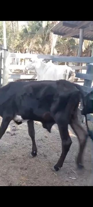 Bezerros mestiços para venda - Foto 4