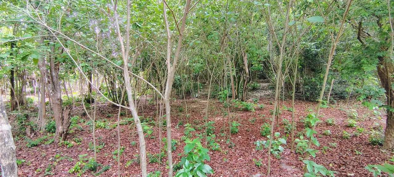Terreno com Escritura Pública e preço Imperdível em Pipa!