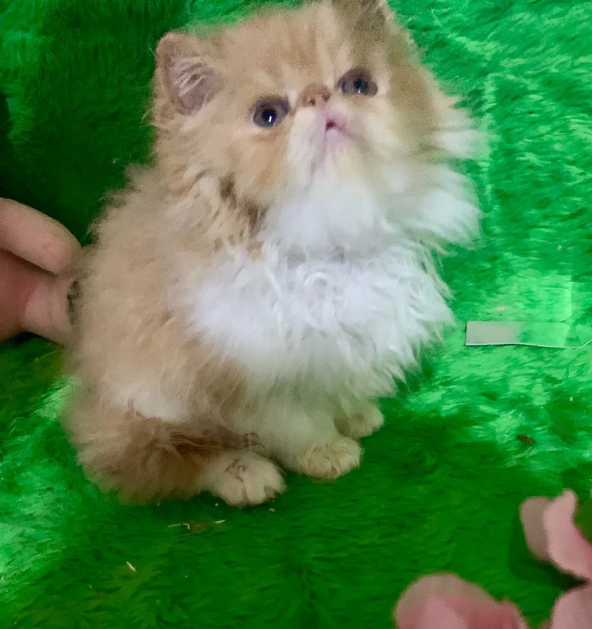 Filhote de persa fêmea bicolor padrão show  - Foto 3