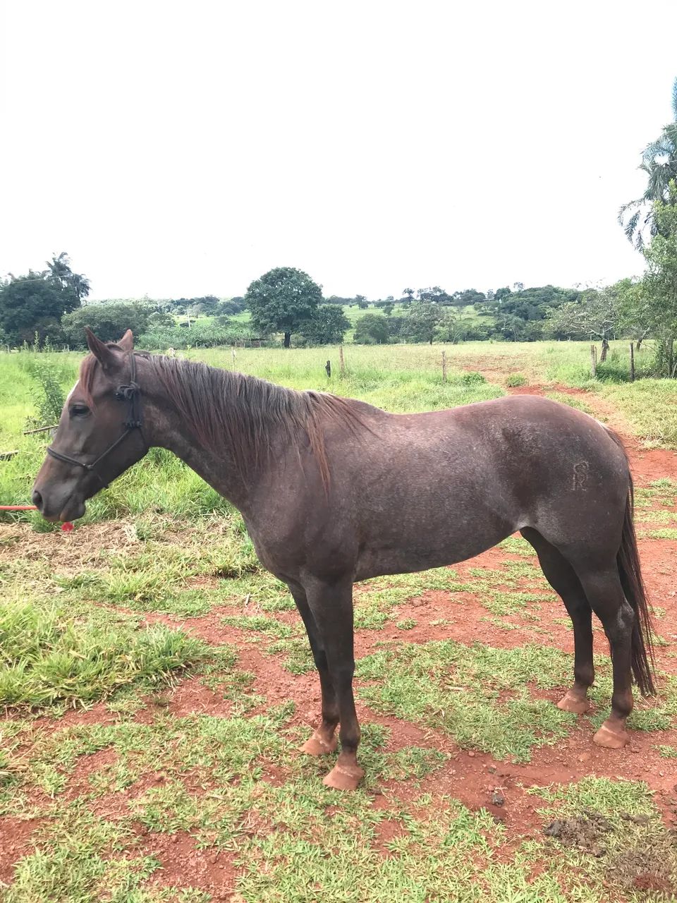 Égua quarto de milha  - Foto 2