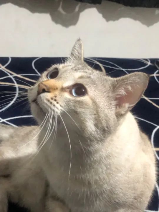 Gato macho 4 anos  - Foto 4