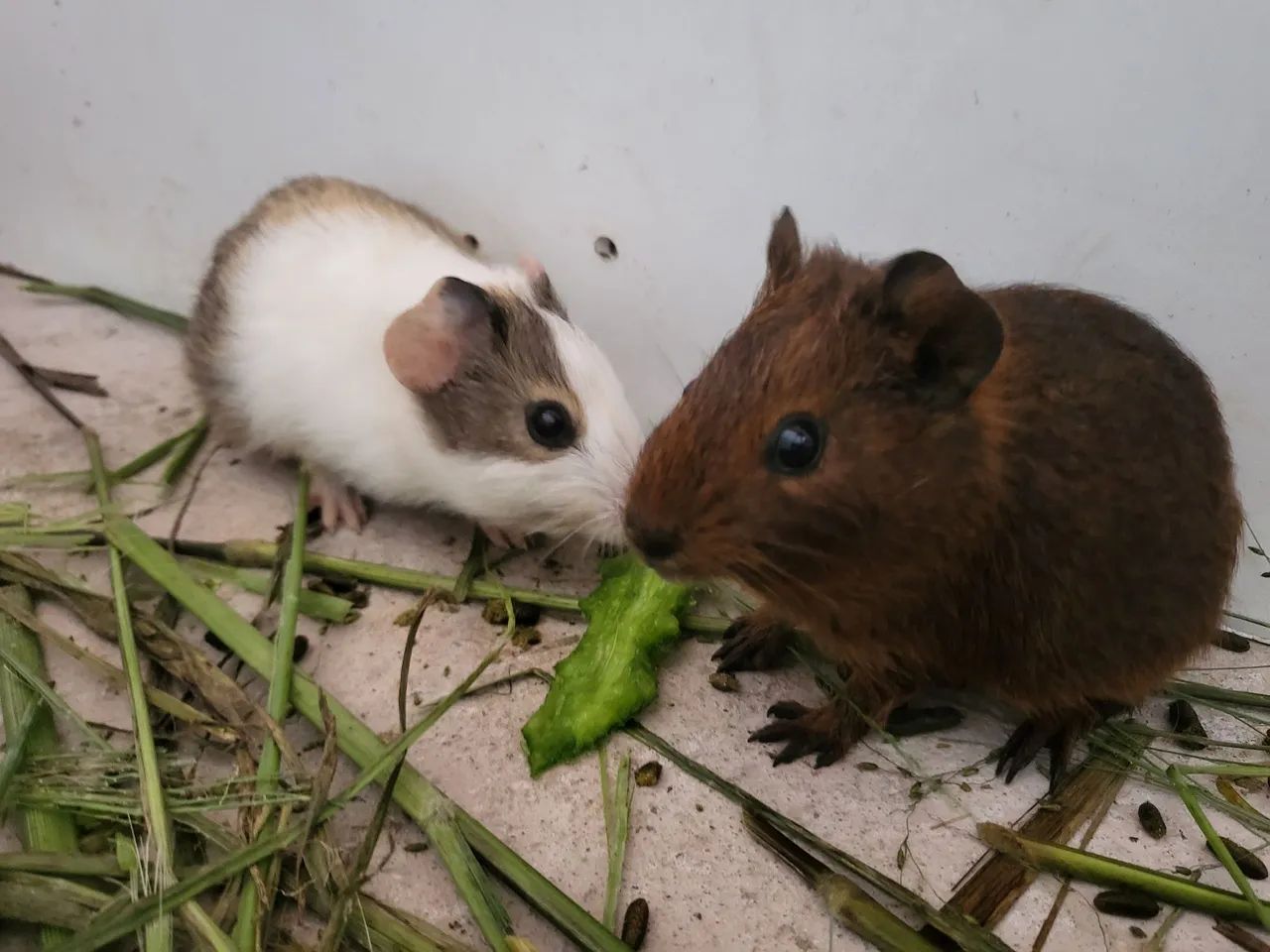 Vendo três porquinho da Índia  - Foto 3