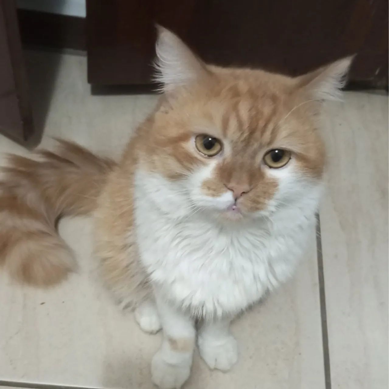 Gatinho persa disponível para adoção