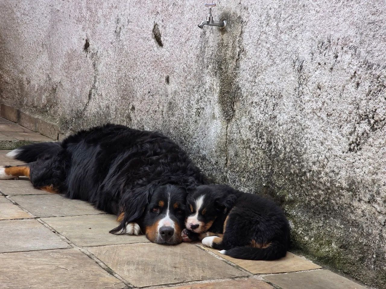 Filhotes de Bernese  - Foto 3