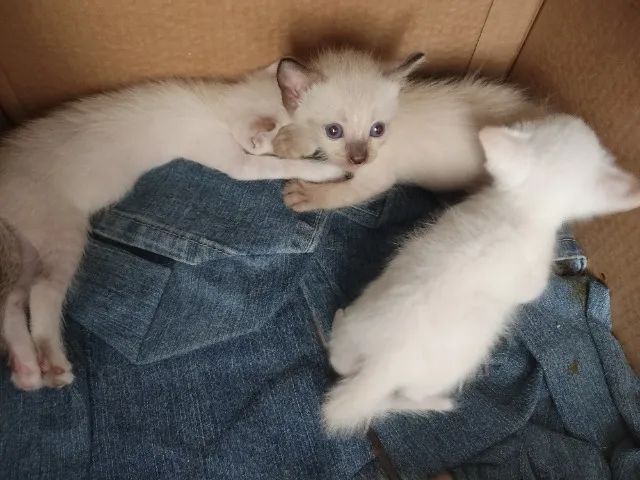 Filhotes Gato Siamês p/ Doação  - Foto 5