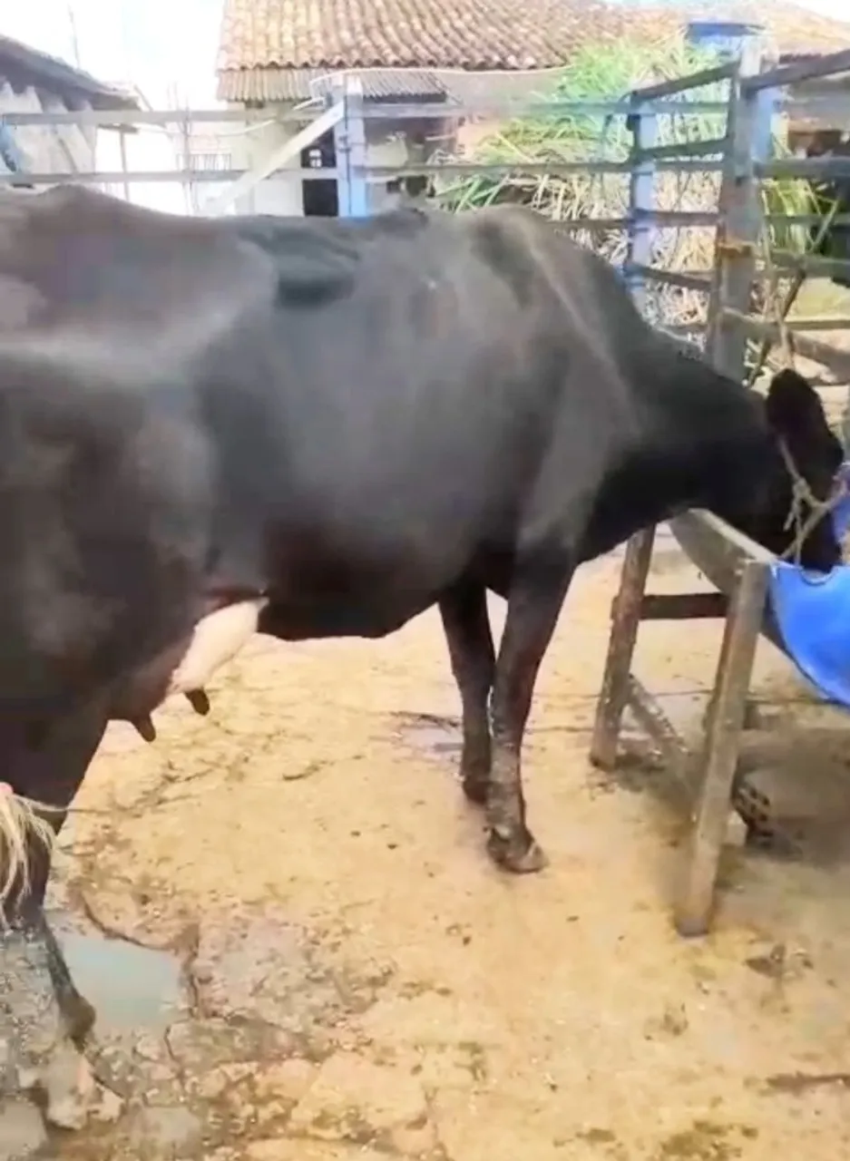 Novilha recém parida