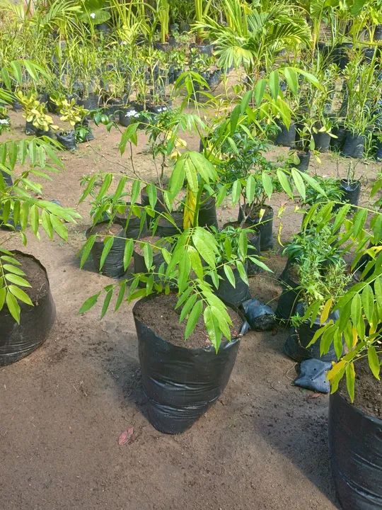 Cajarana 64310337546882122