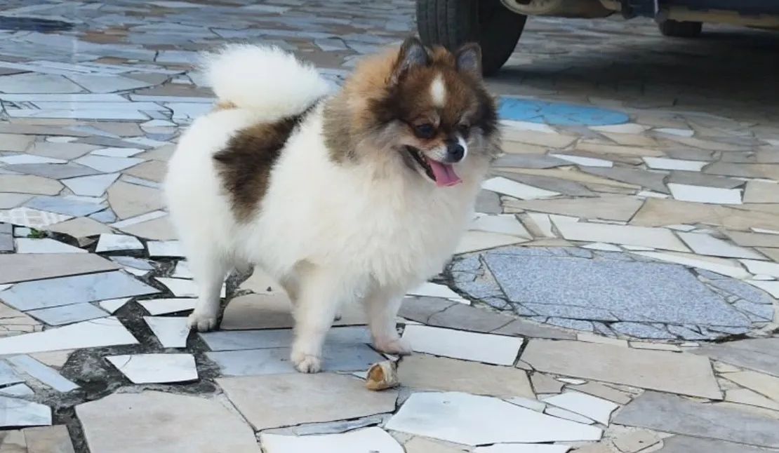 Spitz alemão fêmea - porte pequeno - Foto 3