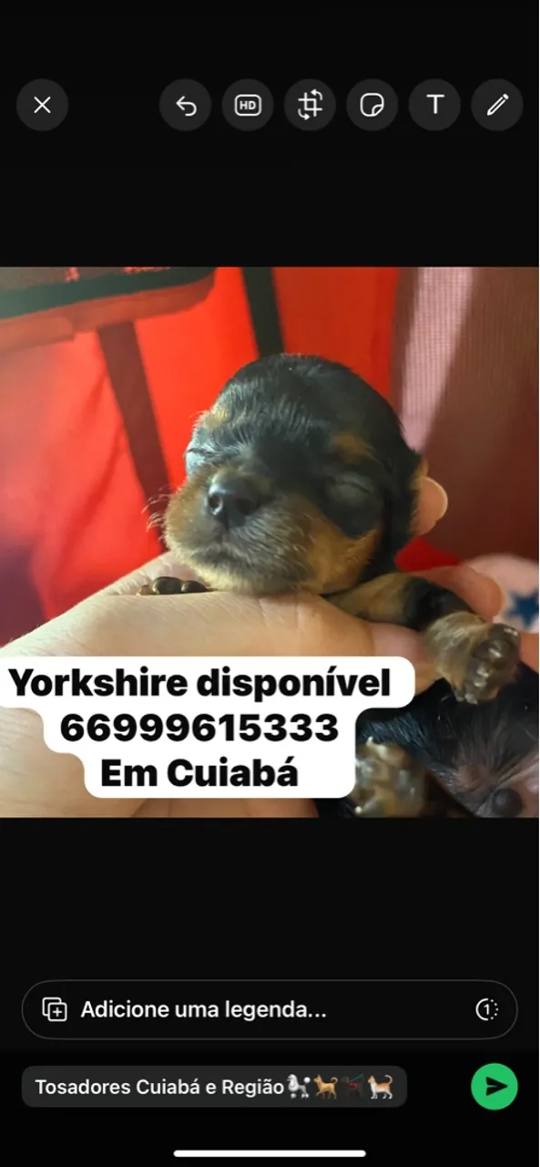 Filhote de Yorkshire disponível em Cuiabá