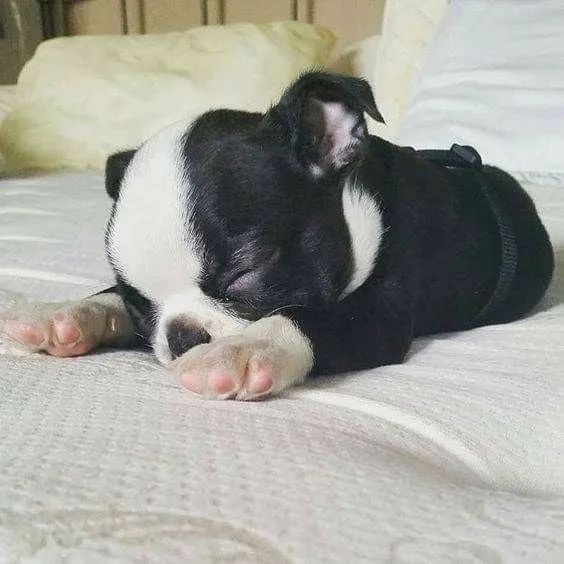 Temos Bebês Boston Terrier  