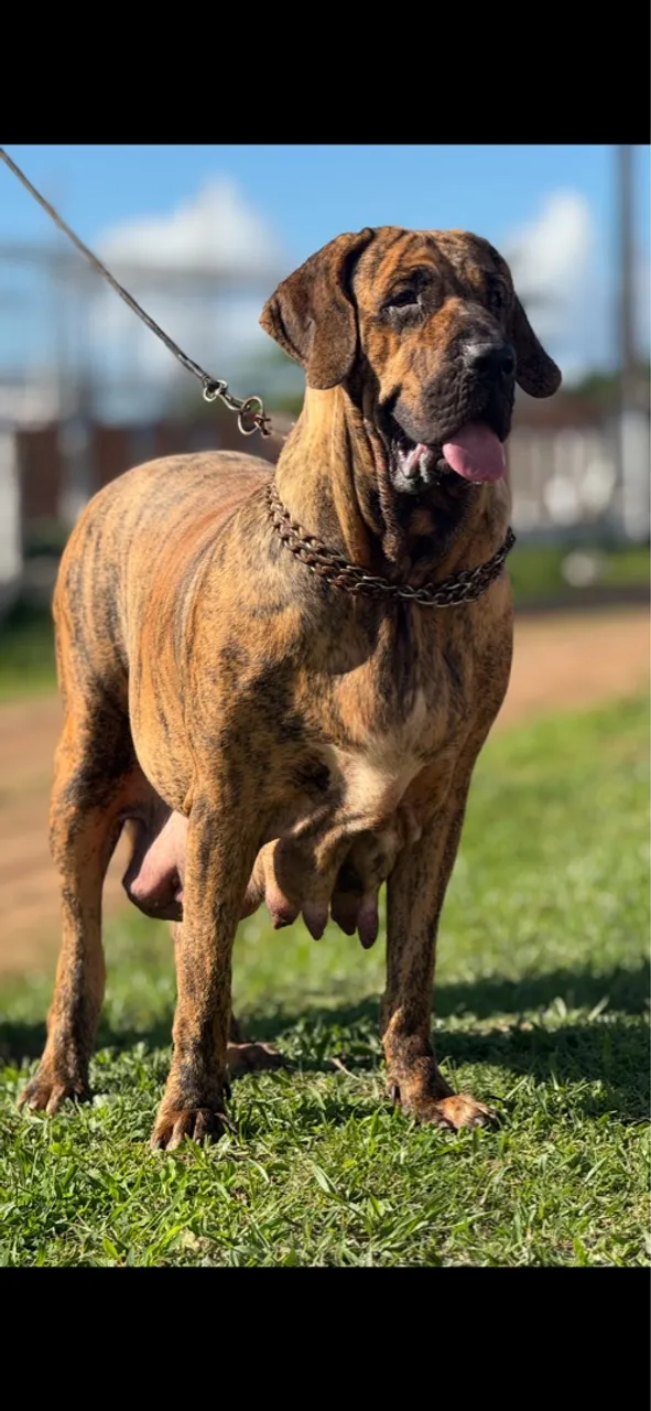 Fila Brasileiro - filhotes p reserva retirada em julho
