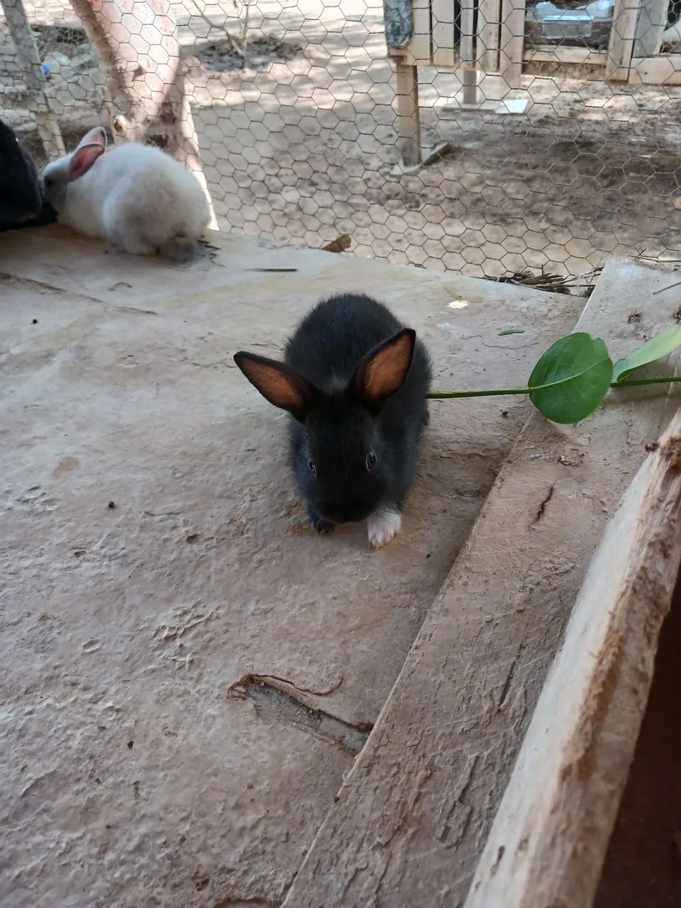 Coelhinhos para venda - Foto 6
