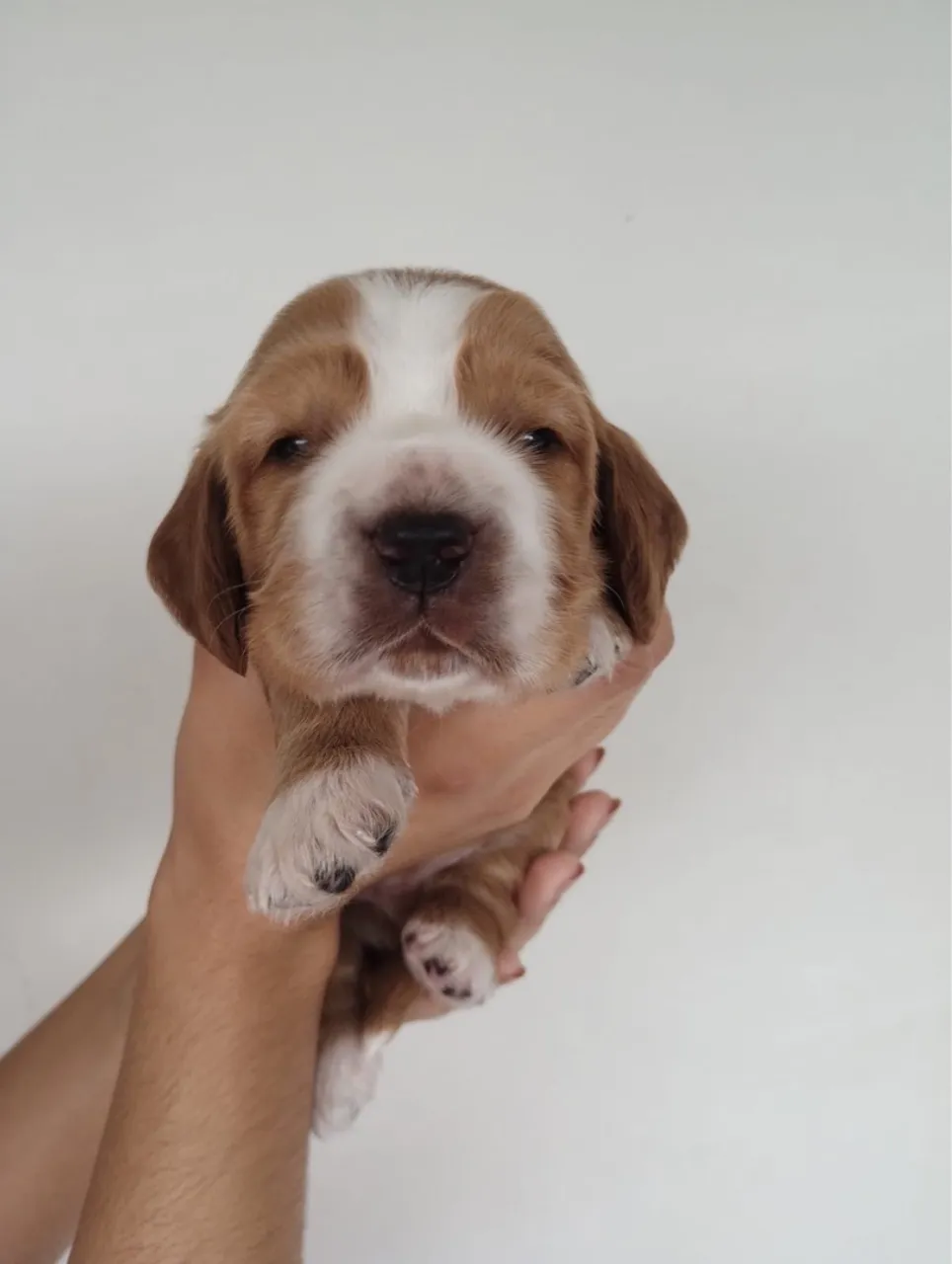 apenas 5 cocker spaniel machos