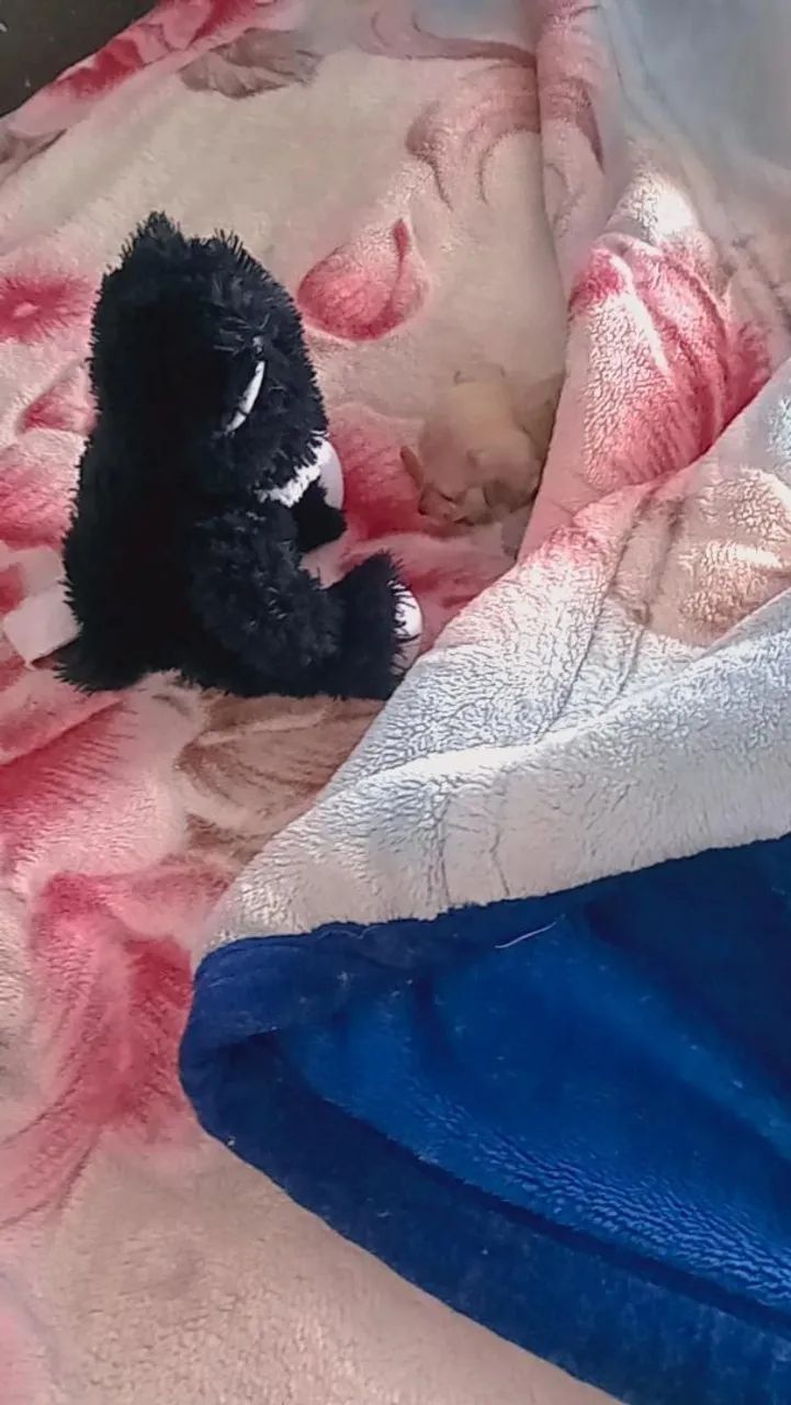 Pincher machinho miniatura  - Foto 4