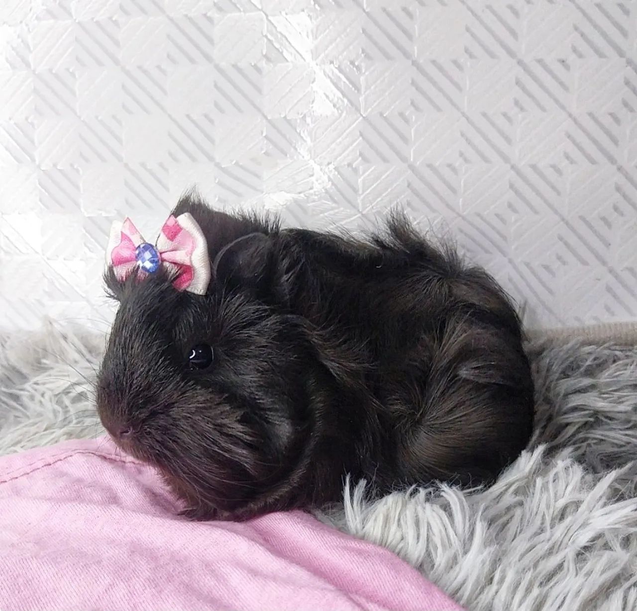 Porquinha peruana fofa - Foto 2