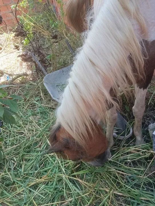 Cavalo misto de pampa  - Foto 3