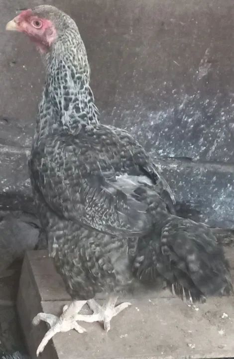 CASAL ADULTO DE GALINHA NANICÃO  - Foto 4