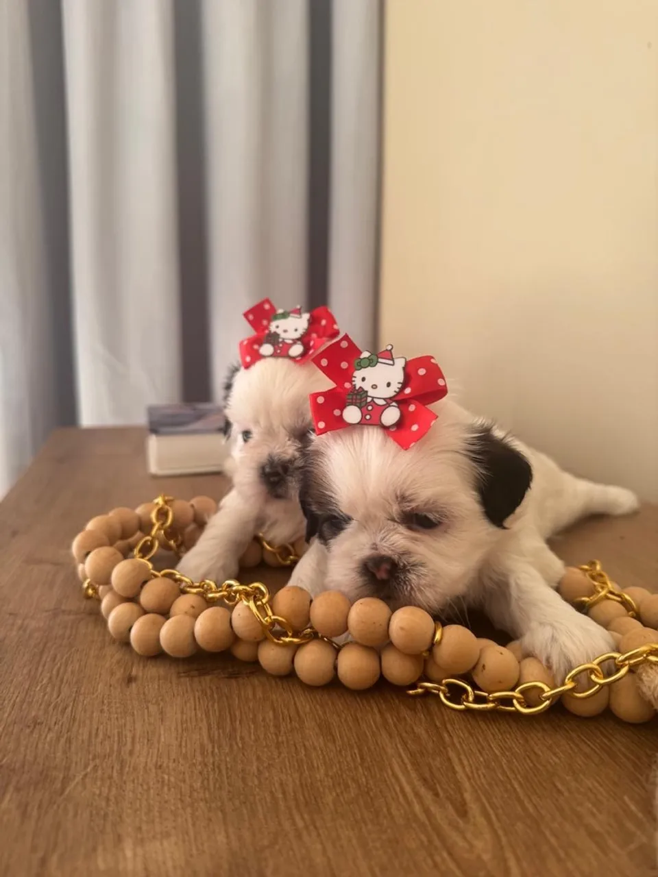Shih tzu fêmea