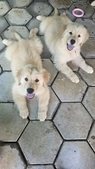 Golden retriever- O Golden dos Seus Sonhos Está Aqui  - Foto 2