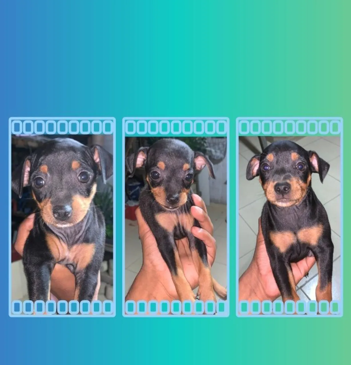 Cachorros Pinches