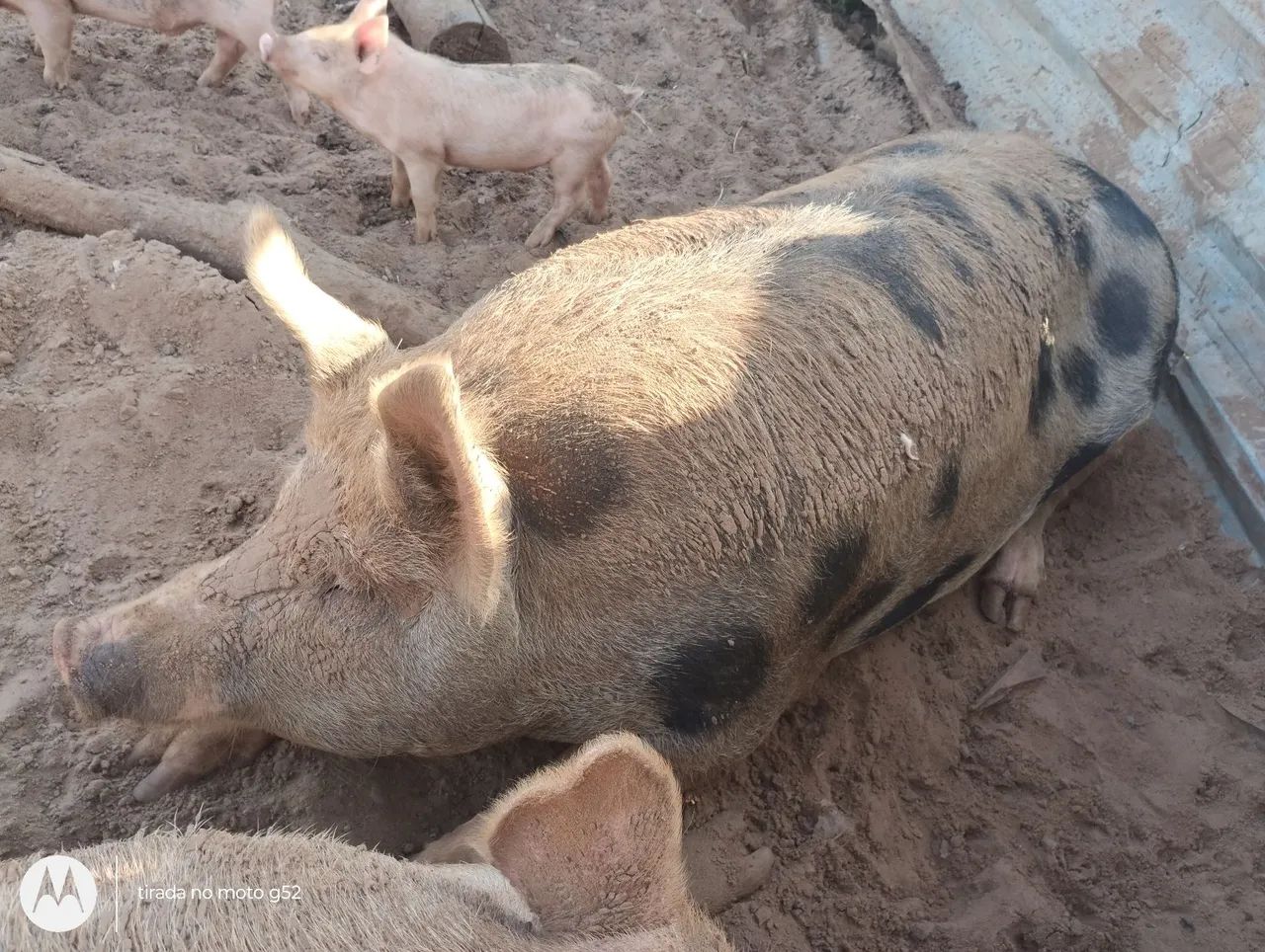 Porca enxertada 200k limpa 19 ou em pe 10