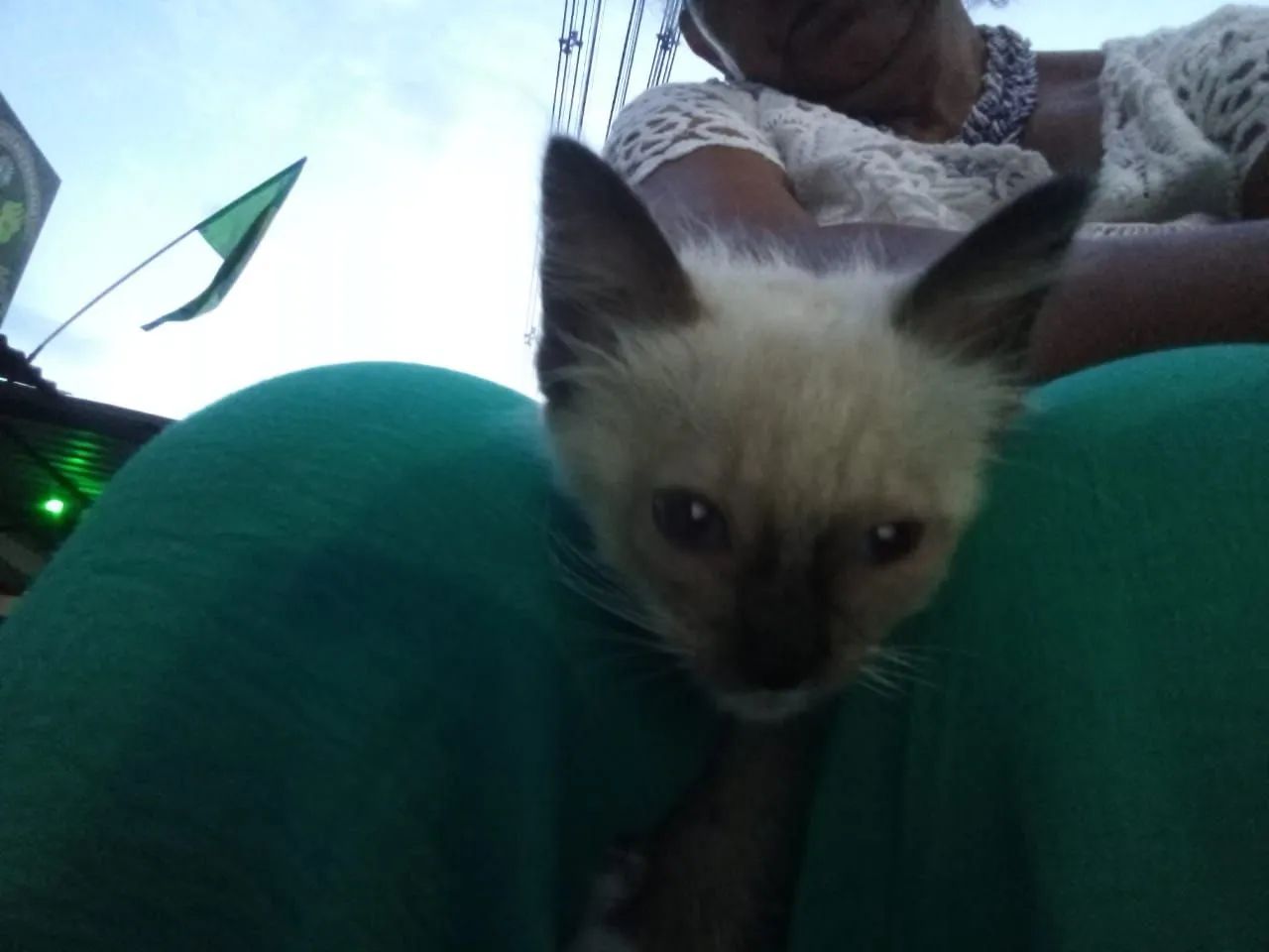 Macho filhote 2 meses - Foto 5