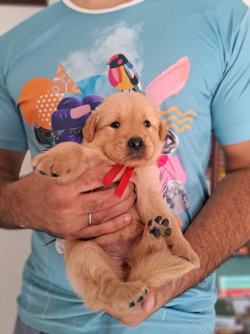 Filhote Golden Retriever - Pelúcia de Ouro!