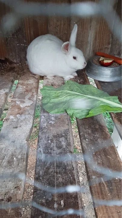 Vendo 3 coelhos. Duas fêmea e um macho. Eles não possuem parentesco 