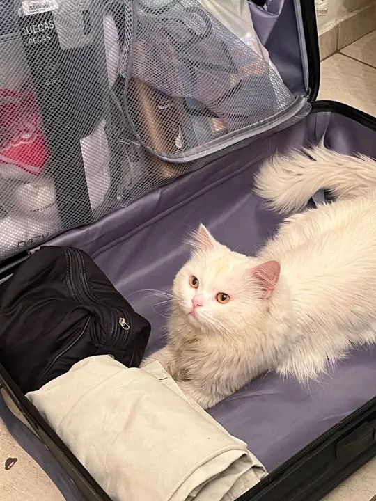 Gatinho Branco Persa para Adoção - Foto 2