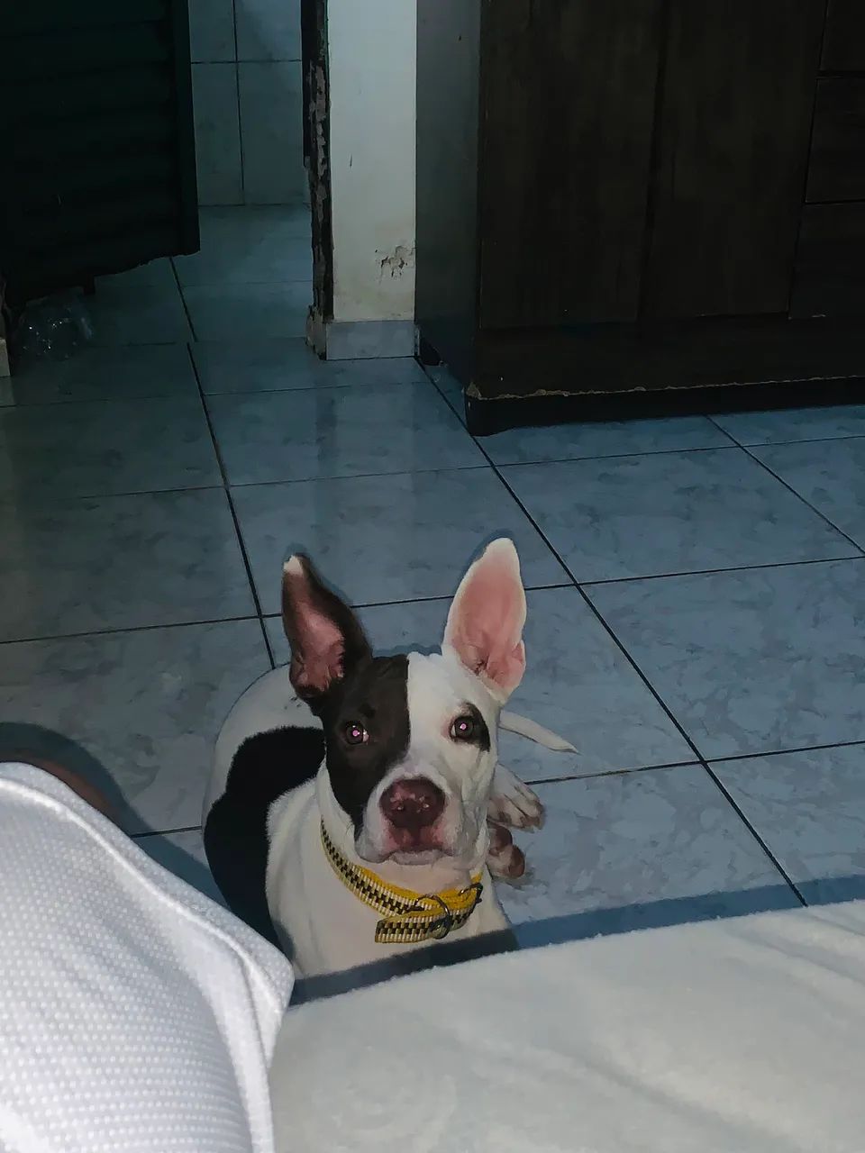 Animais de estimação  - Foto 3