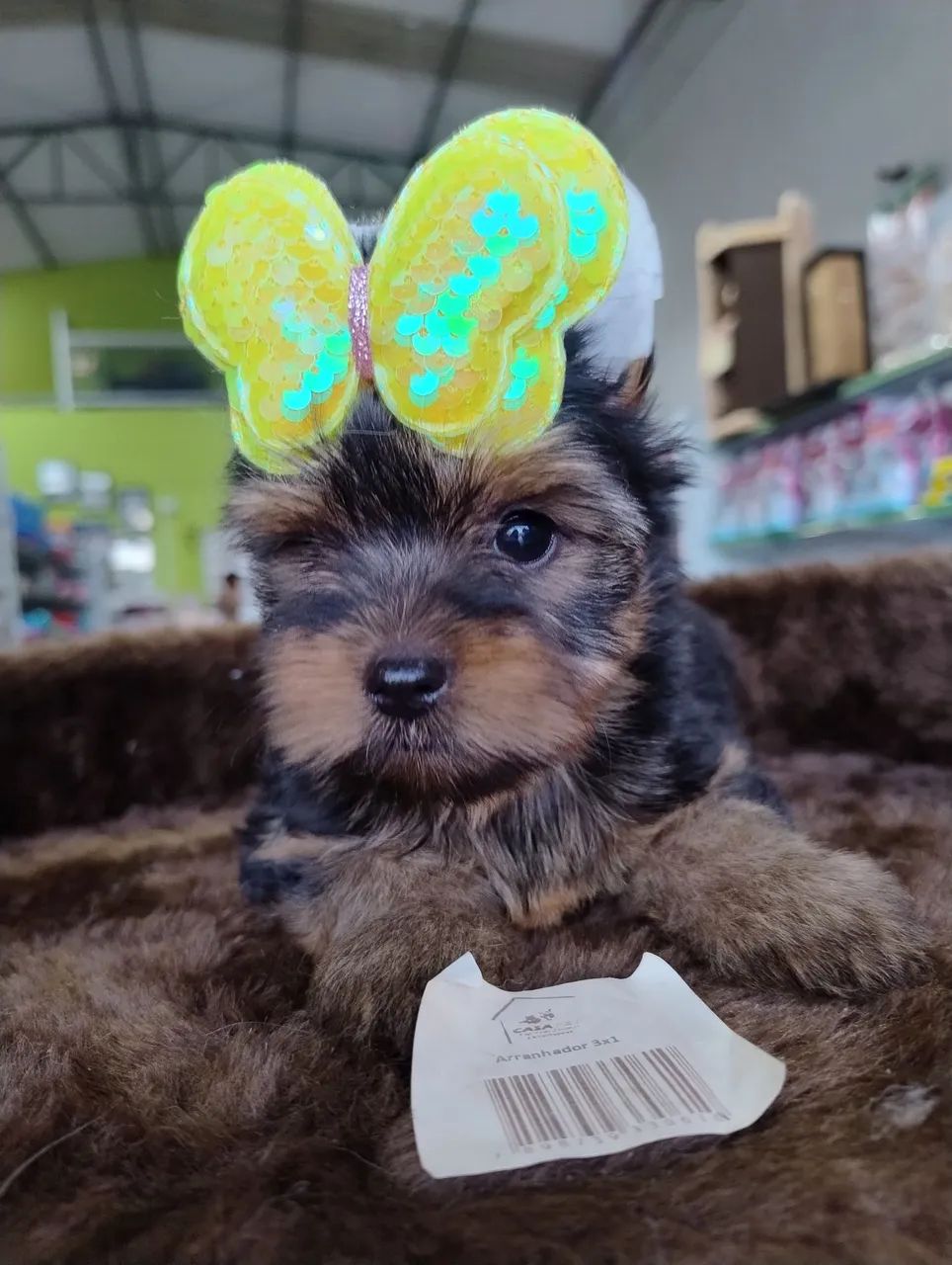 Yorkshire Terrier Fêmea - Foto 4
