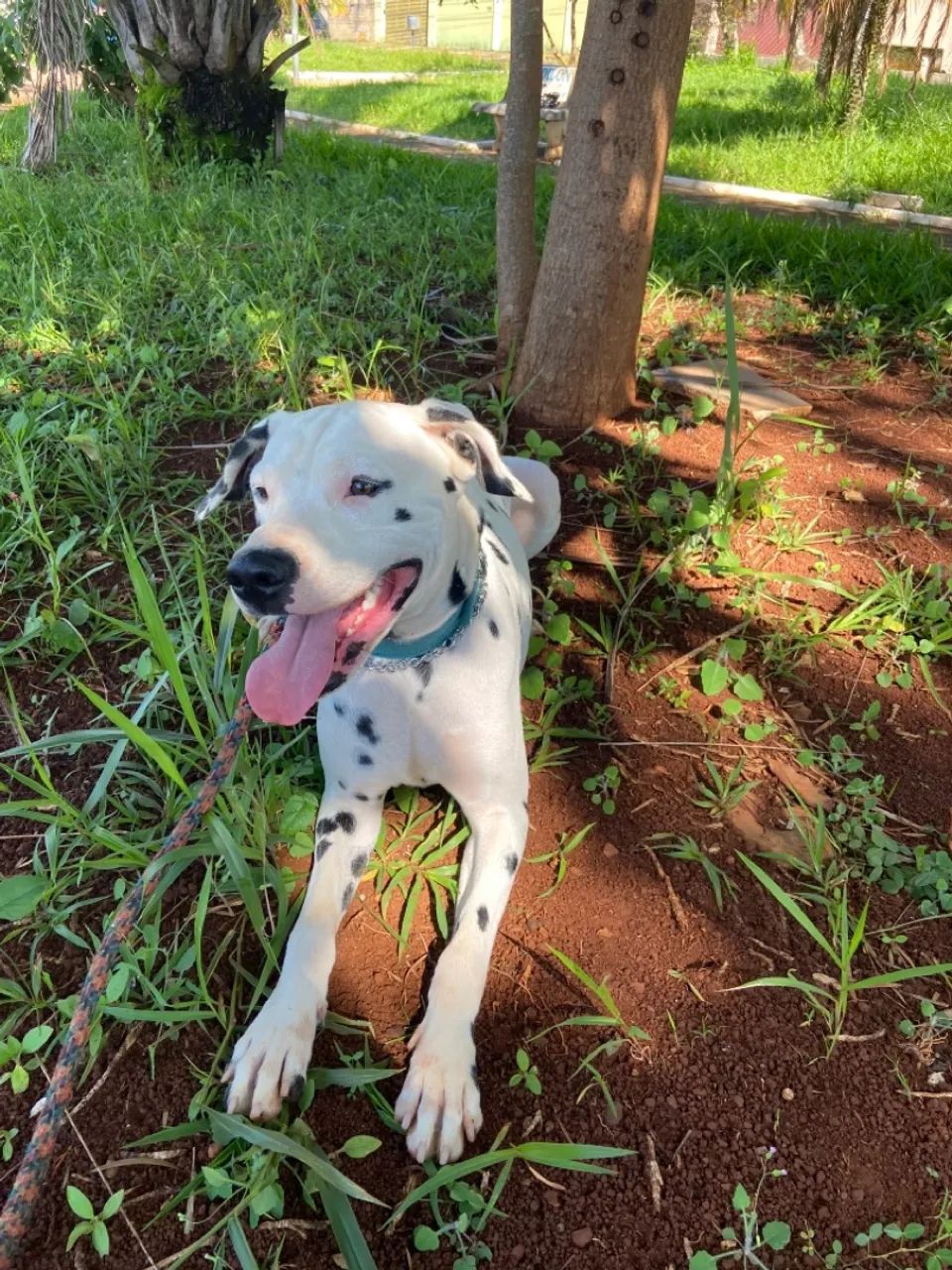 Doação Dalmata macho  - Foto 4