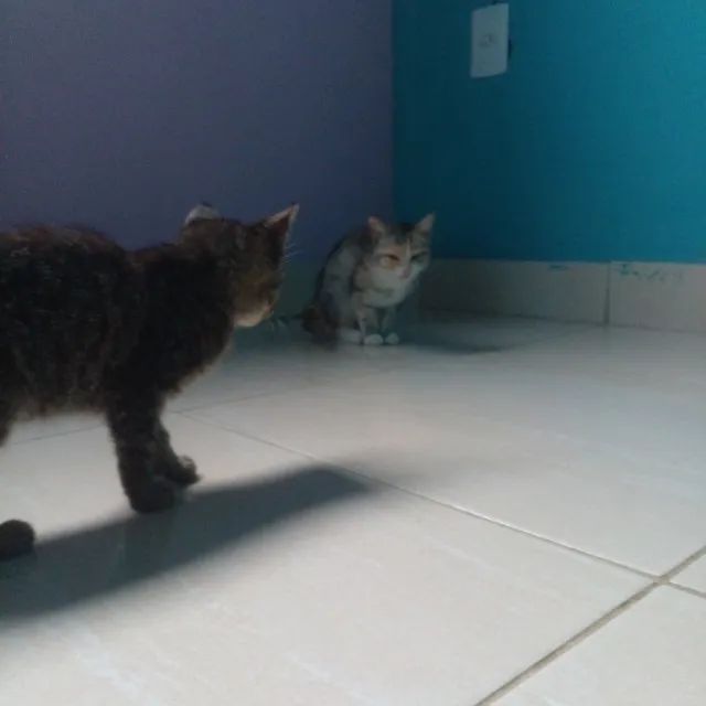 Gatinhos para adoção - Foto 2