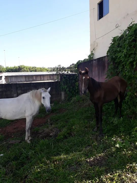 Égua Branca & Cavalo dóceis e mansos  - Foto 3