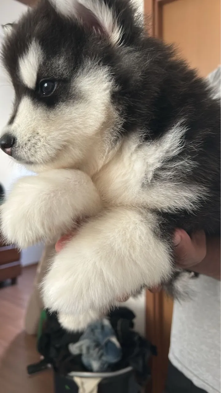 Husky siberiano filhote