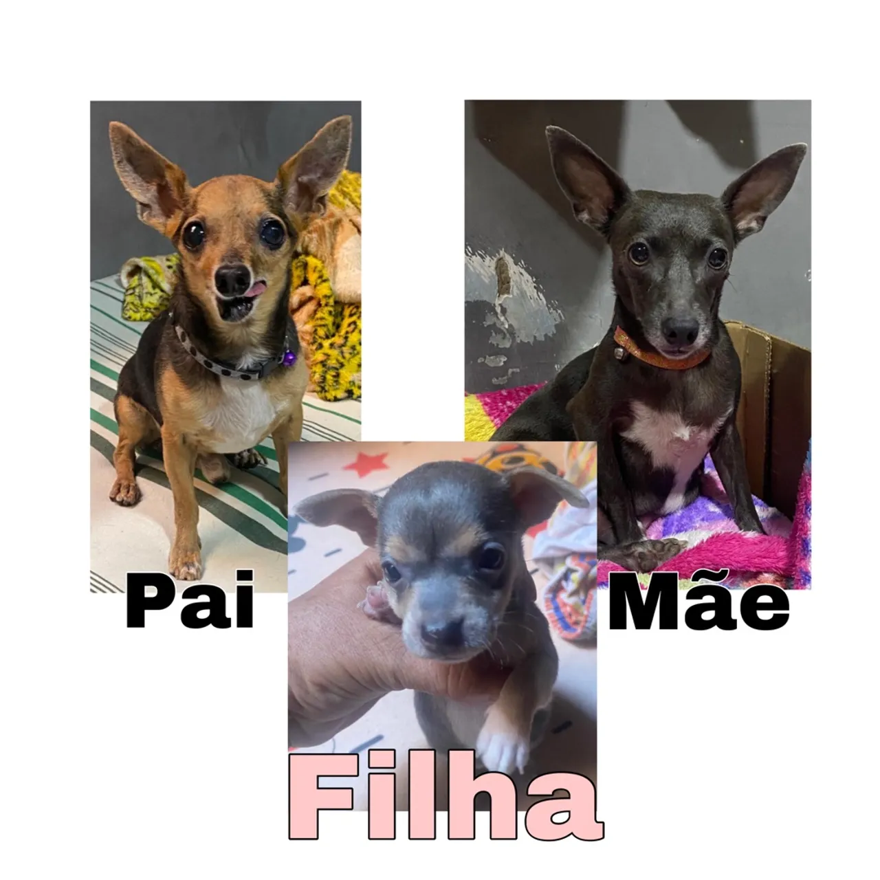 Pinscher Fêmea N*1