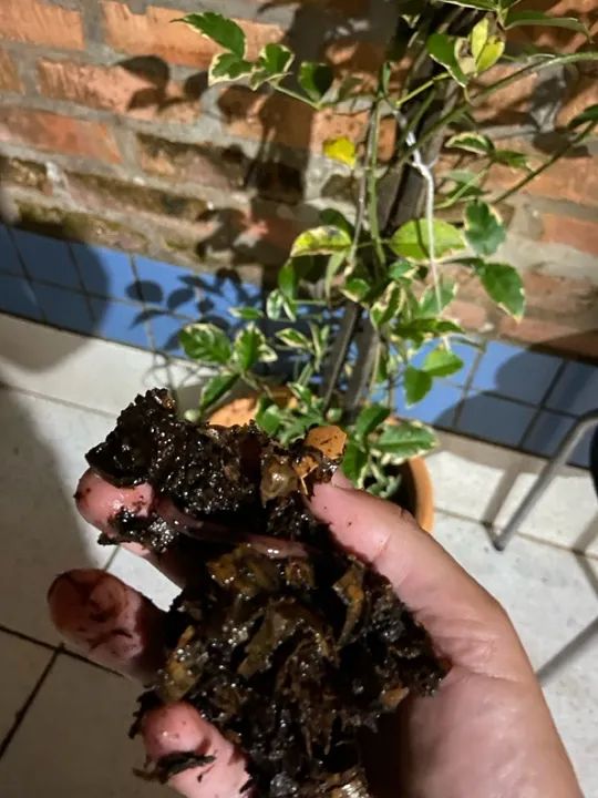 Minhocas Californianas para Compostagem