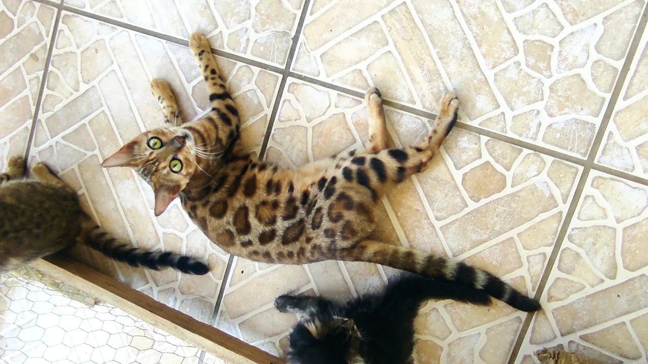 Gatos filhotes da raça bengal - Foto 4