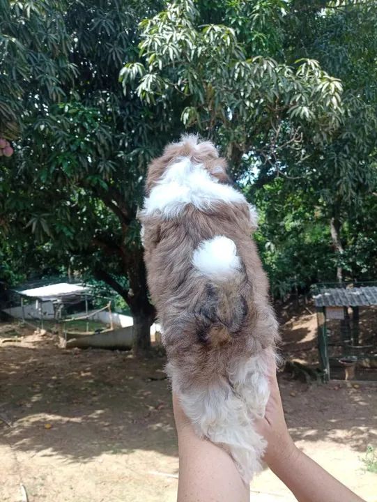 Filhote Shih Tzu - Lindíssimo! - Foto 4