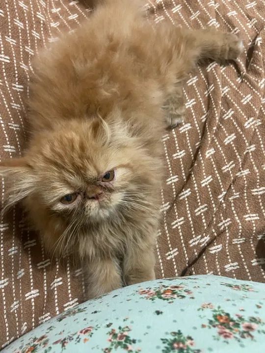 Gato perca  - Foto 2