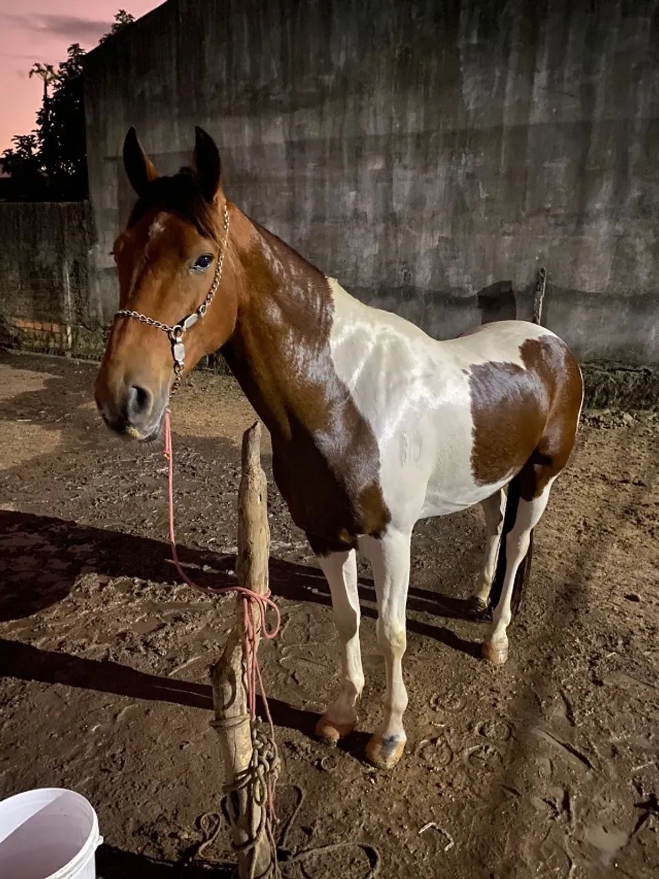 Cavalo mm muito andador