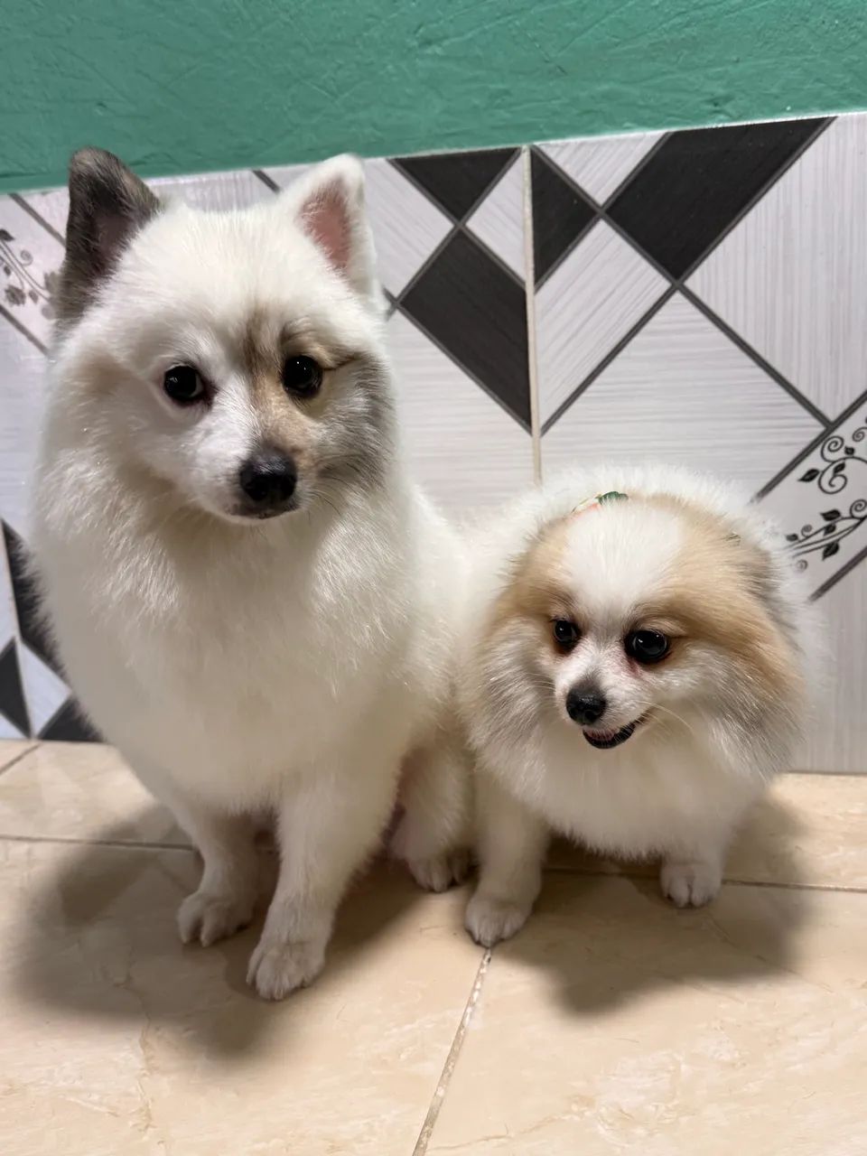 Banho e tosa  - Foto 5